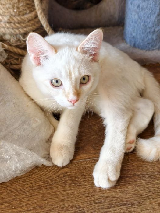 Котики ищут любящий дом