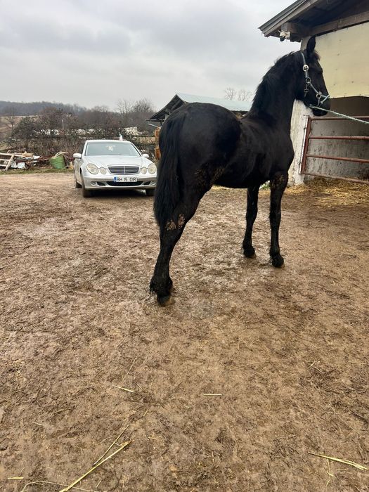 Vand un manz Friesian / Friz