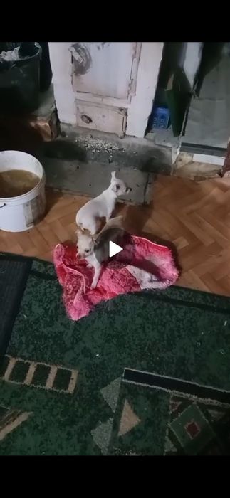 Продам щенков две девочки