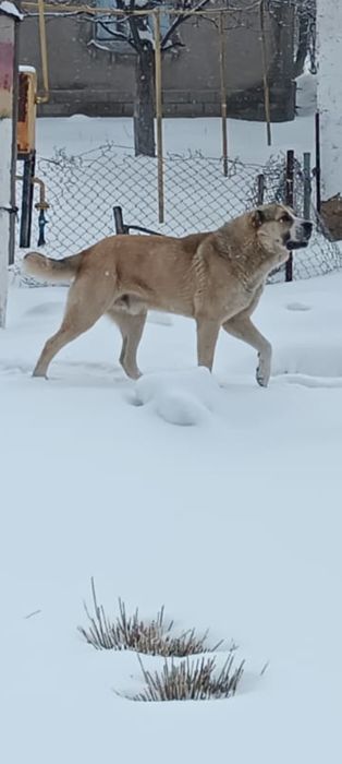 Алабай күшіктерр