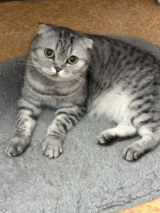 отдам кошку в добрые руки