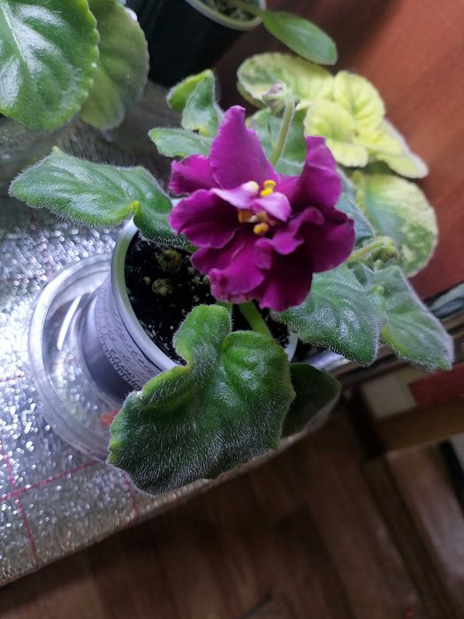 Продам сортовые цветущие фиалки