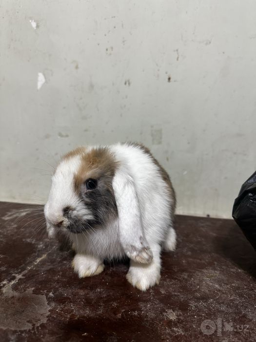 Karlik quyonla bor sotiladi