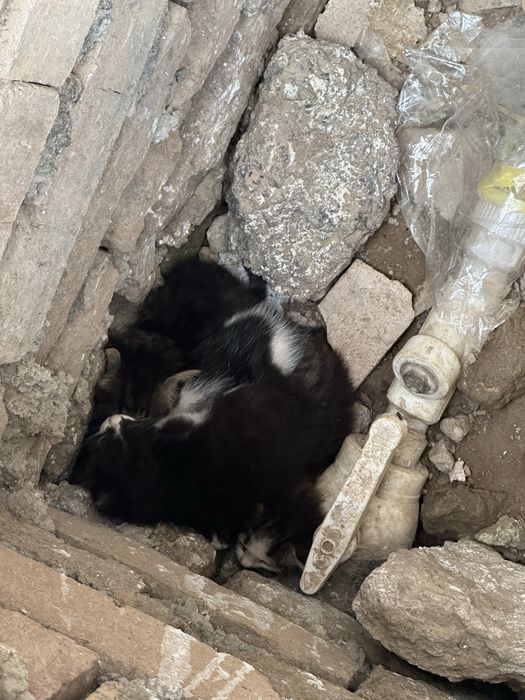 Отдам в добрые руки 5 шт котят