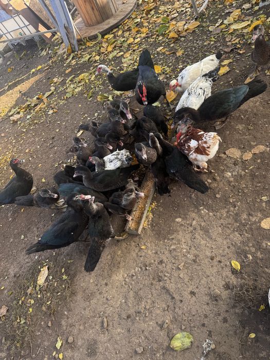 Rate si ratoi lesesti!