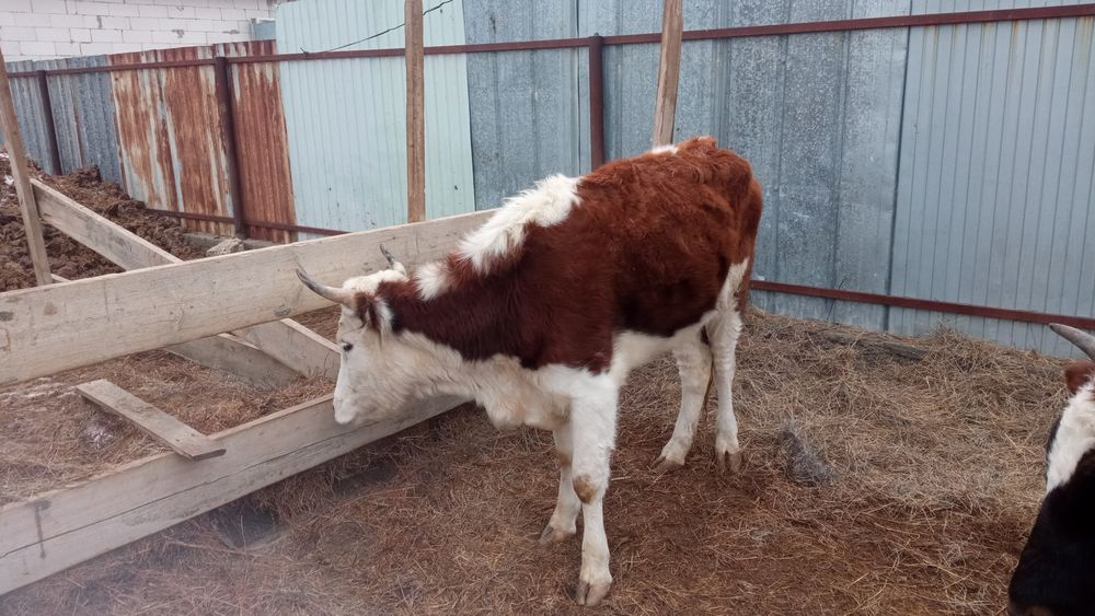 1 туған Кунажын сиыр сатылады 360-мын