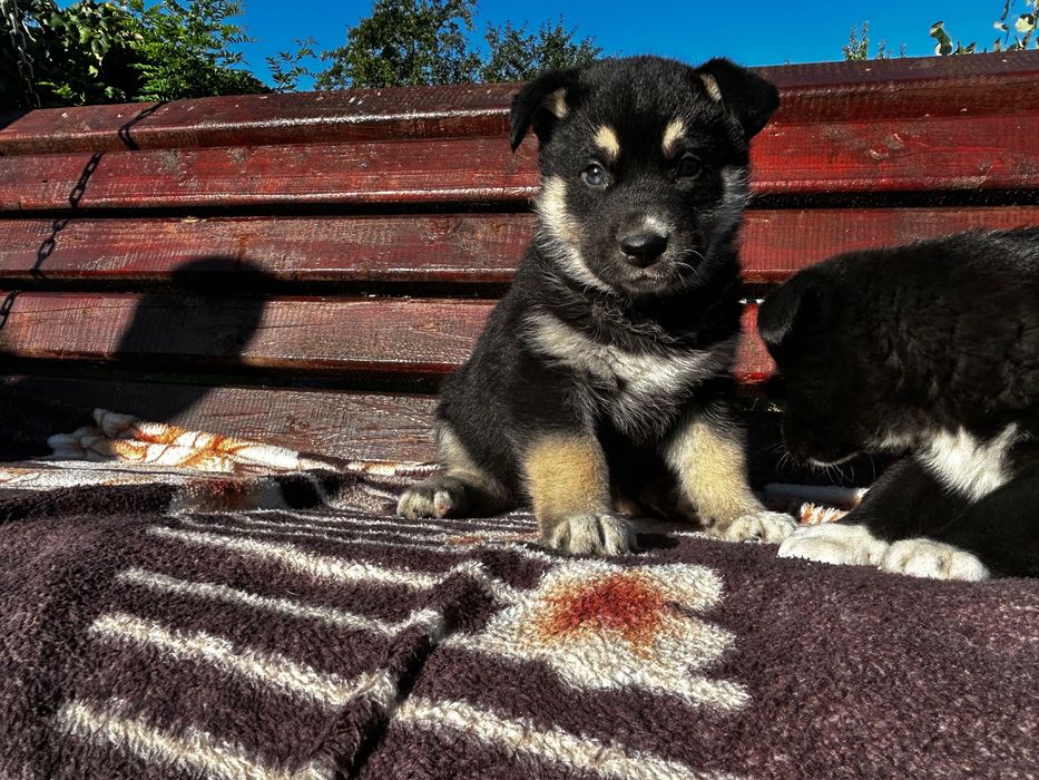 Donez căței Boghicea județul Neamț
