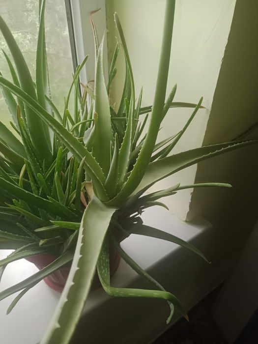 Алоэ Вера продается