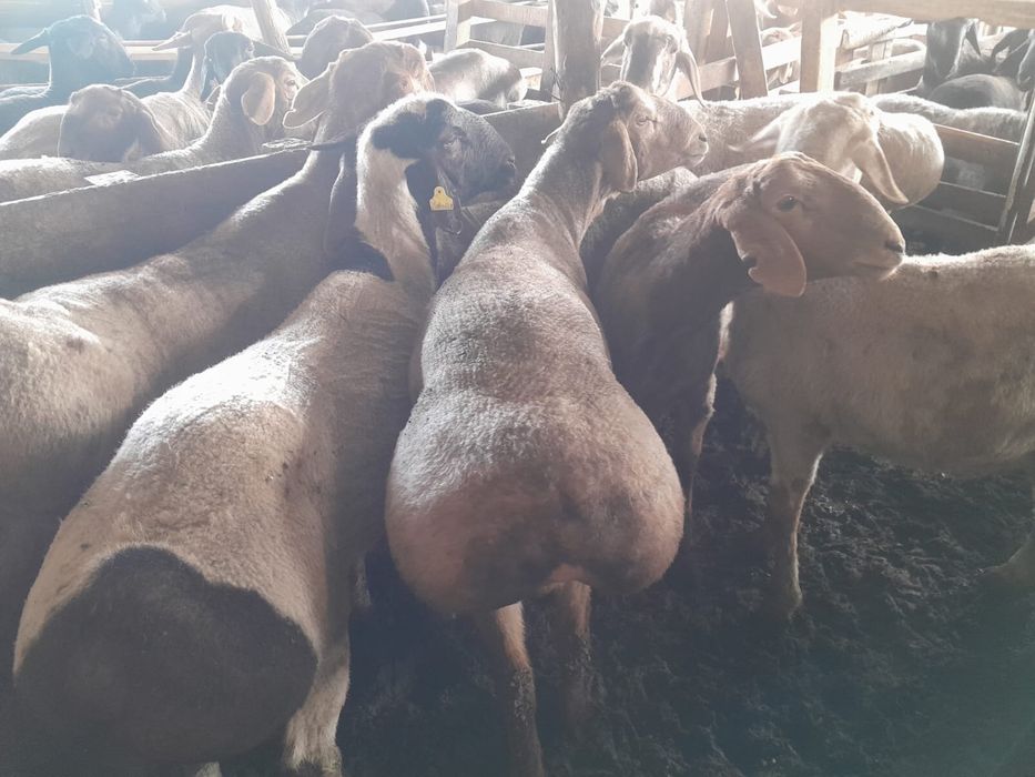 Кошкар сатылады 100 шт бордакы