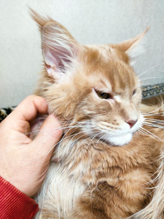 Вязка кота мейн-куна