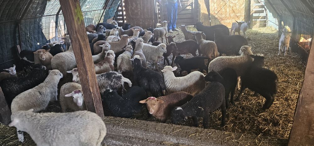 Vand miei pentru paste