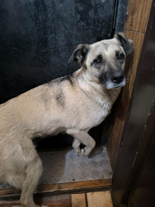 Щенки в добрые руки