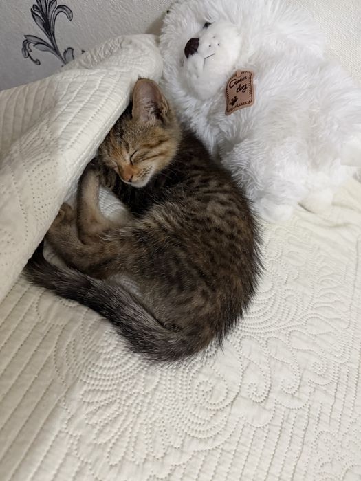 Котенок 3-4 месяц домашняя