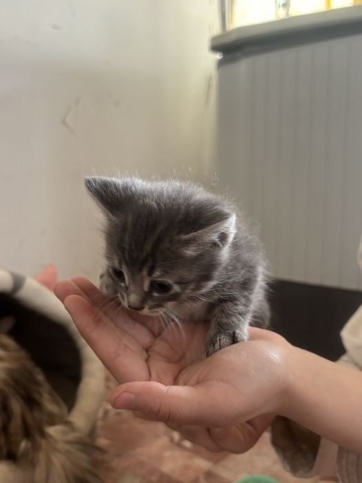 Котики маленкие даром