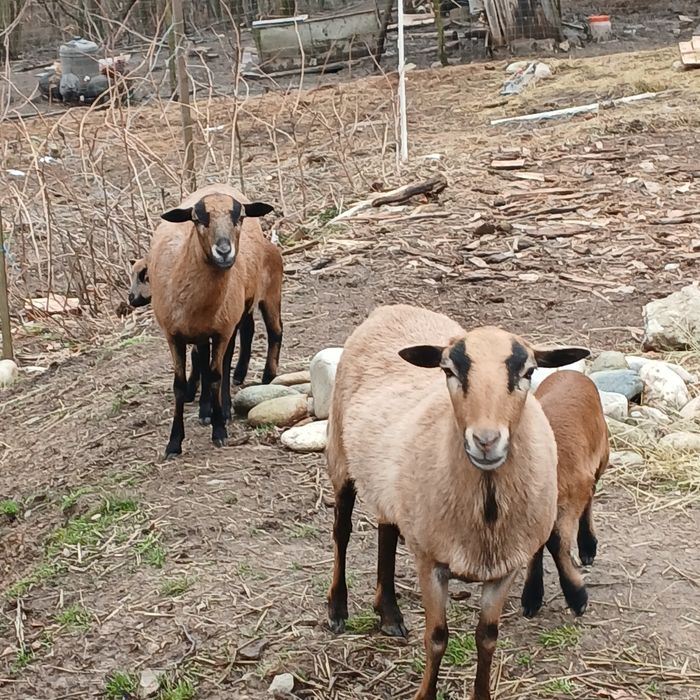 Vand  sau schimb 2 oi camerun cu miei