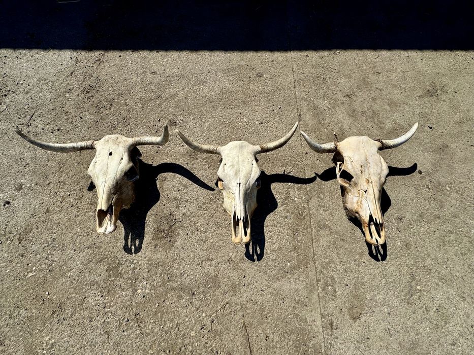 Trofeu/trofee/craniu de bovine
