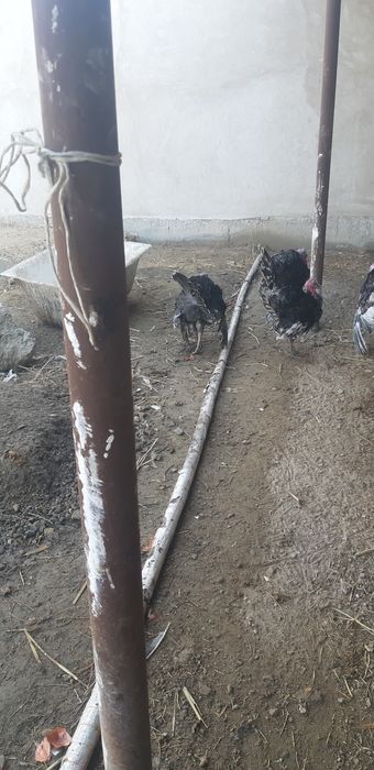 3 ta nar kurka sotiladi