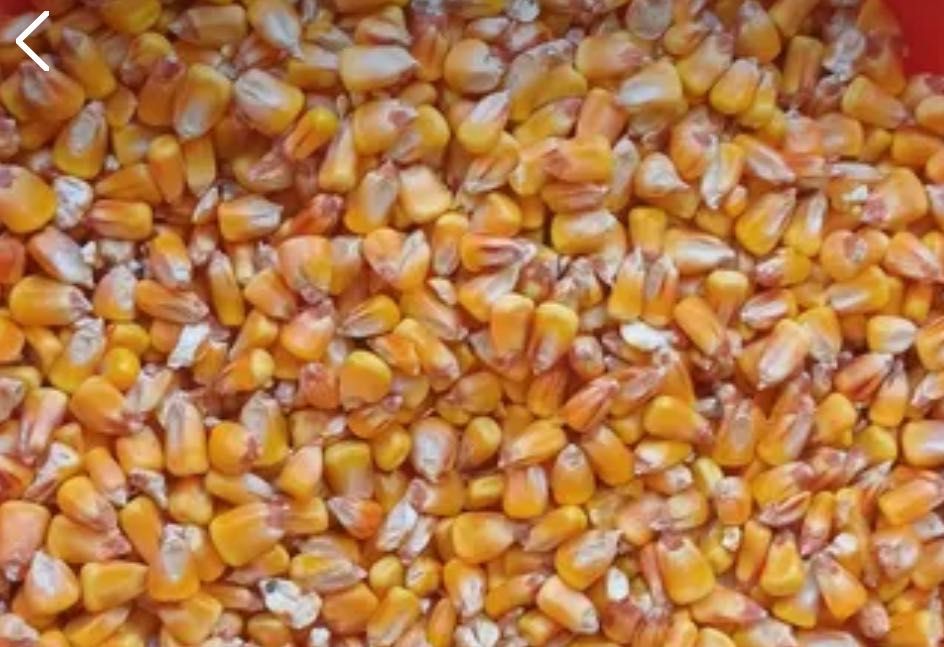 OFERTĂ PORUMB - vrac sau ambalat la sac de 30kg sau 1tona