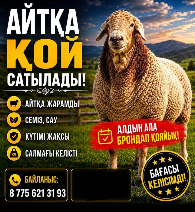 Айтқа семіз қойлар бағасын келісеміз