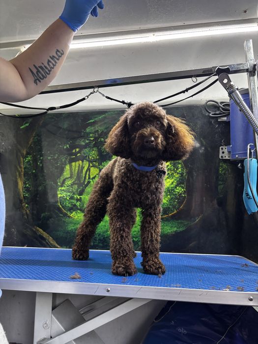 Tuns caini si pisici