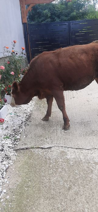 Animale de vanzare