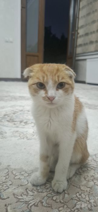 Кот скотиш фольд