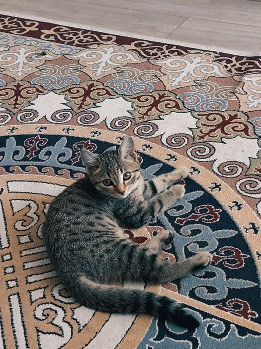Отдам котенка в добрые руки