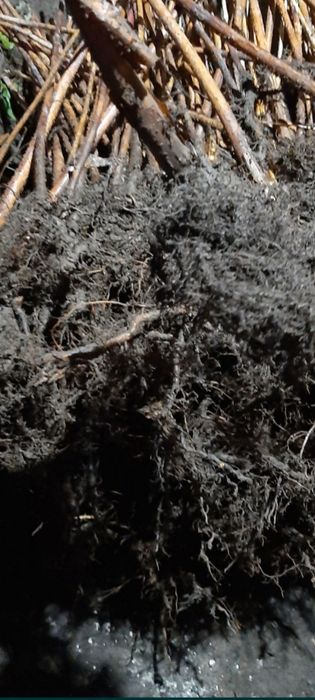 Drajoni( butași) zmeură HIMBOTOP,POLKA și mure remontante