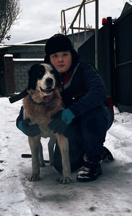 Алабай сучка продам