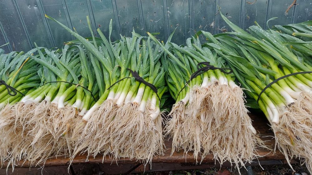 Vând usturoi verde.