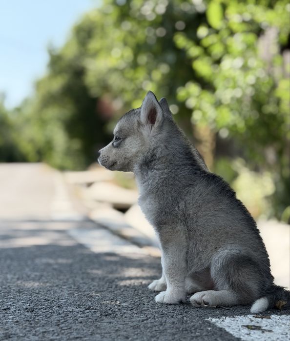 Pui femela rasa husky siberian!