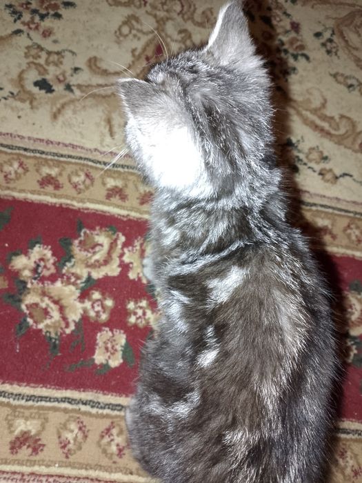 Ищем хозяина или хозяику