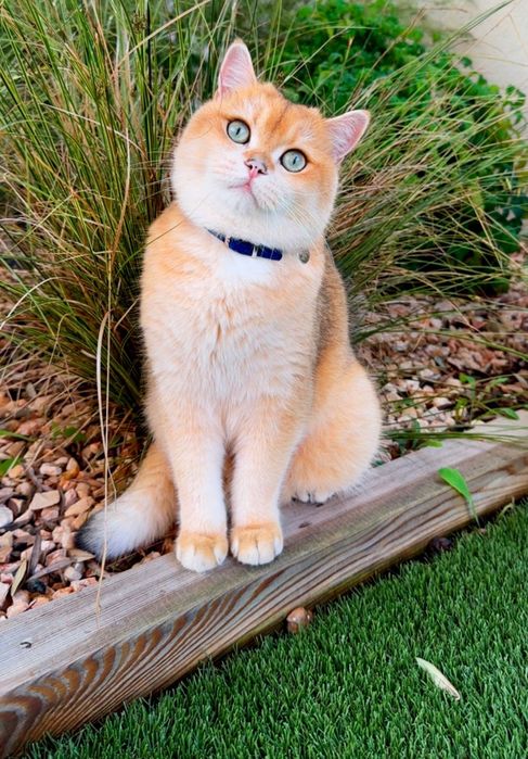 Чистокровные британцы