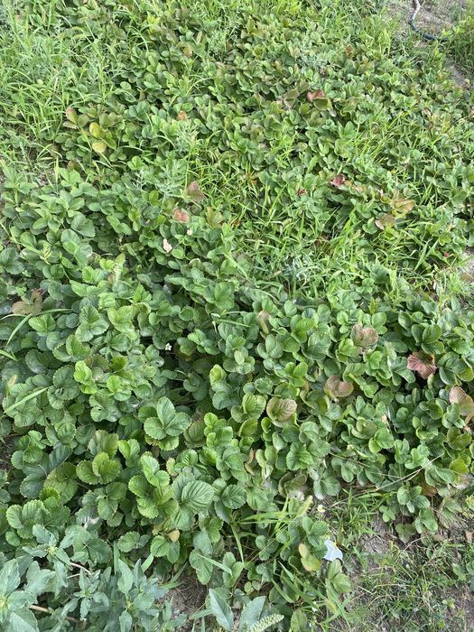 Рассада клубники