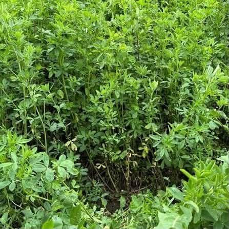 Vând lucerna semănată anul trecut coasa a doua , 20 prajini !!