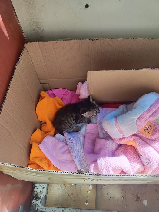 Котенок девочка 2 месяца