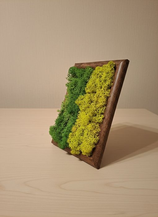 Tablou decorativ cu lichieni naturali.