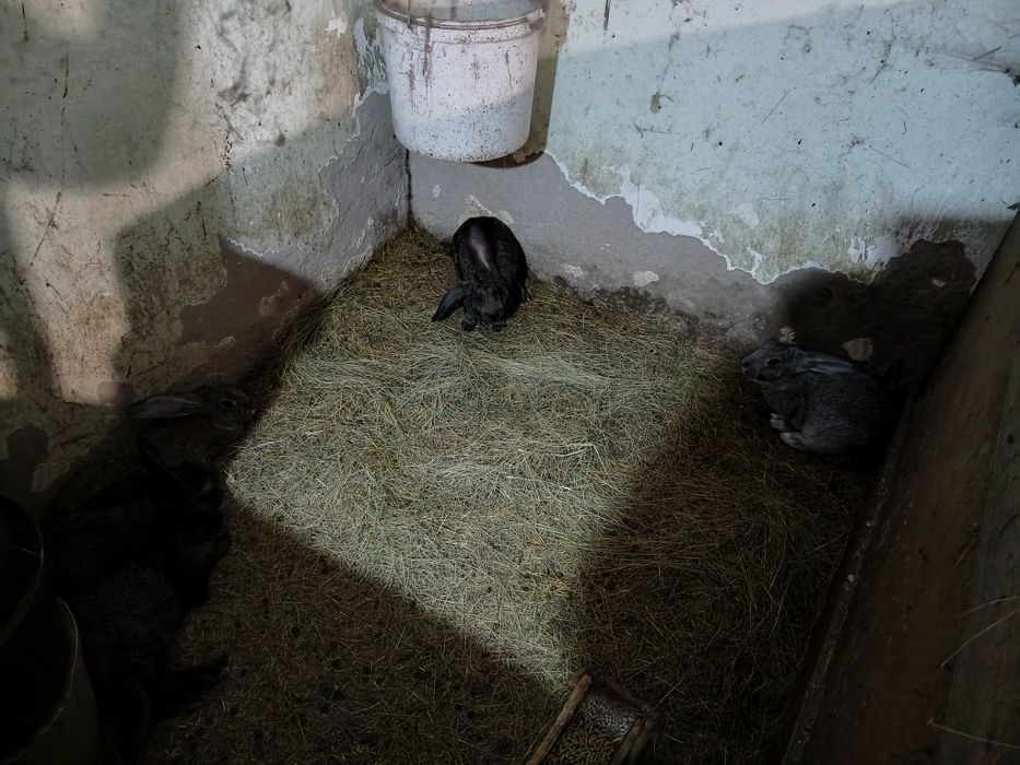 Продам кроликов микс