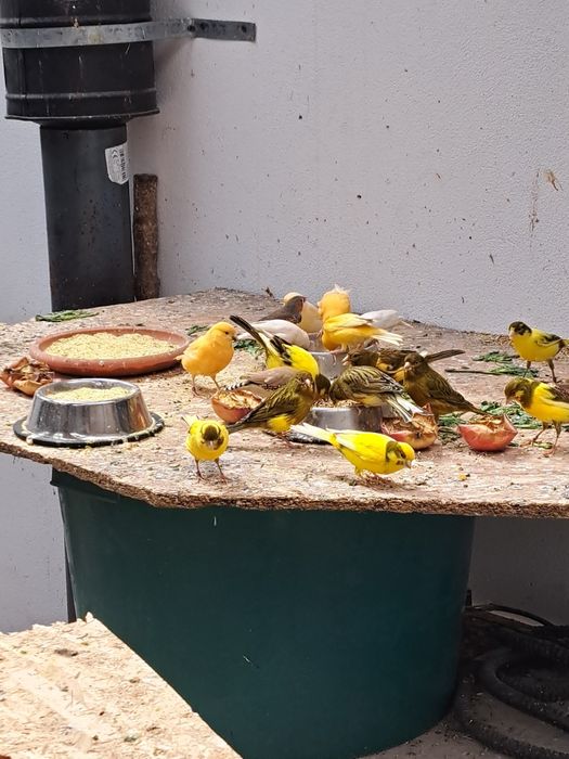 Vind canari,   zebrute australiene,agaporni și  turturele