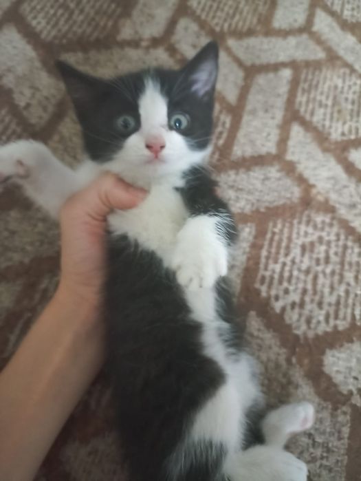 Отдаю котят в добрые руки.