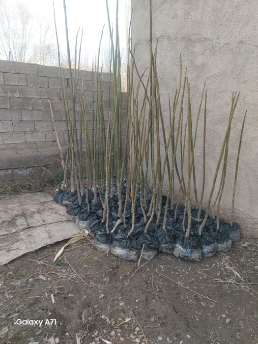 Павлония кучатлари