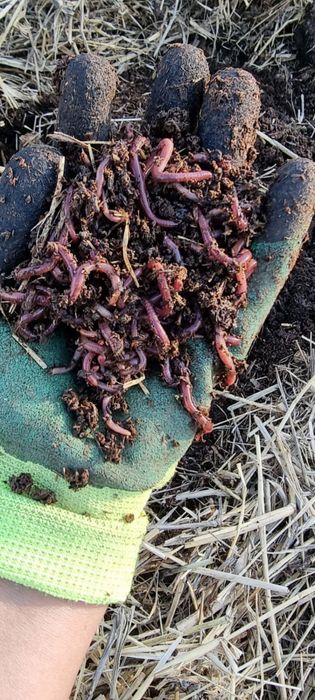 Калифорнийские Черви, Биогумус, Вермикомпост!!