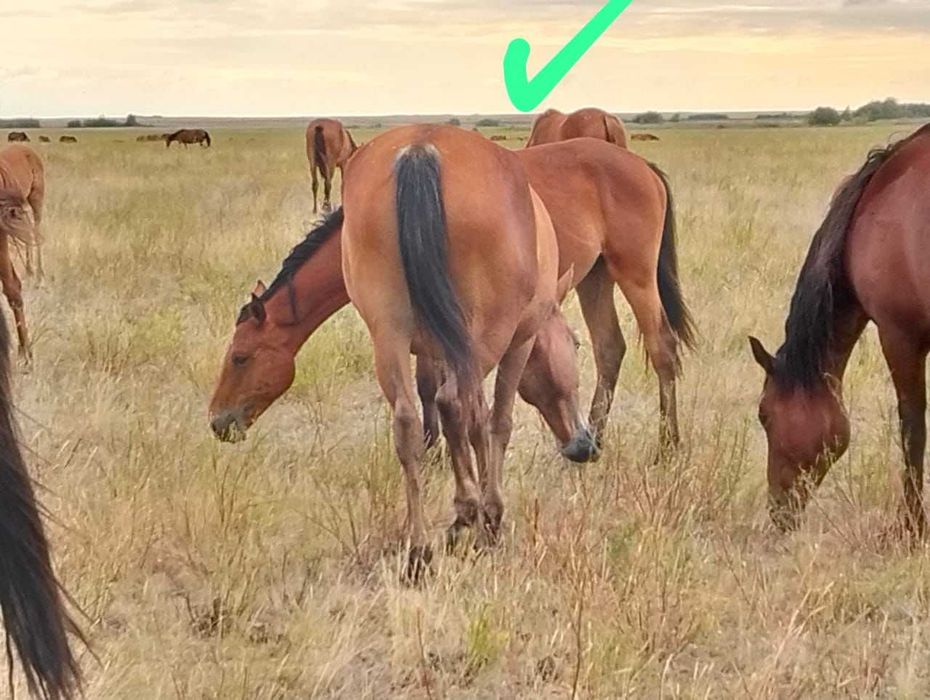 Жылқы (Лошади) -сатылады