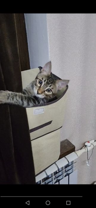 Котёнок в добрую и любящую кошек семью