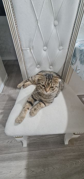 Кошечка бесплатно