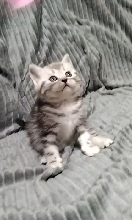 Шотландский прямоухий мальчик.