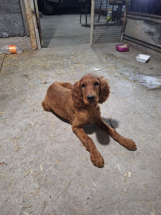 Щенок ирландский сеттер