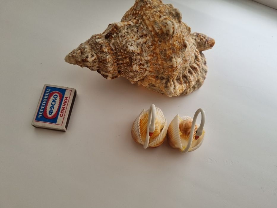Продам ракушку. Большая