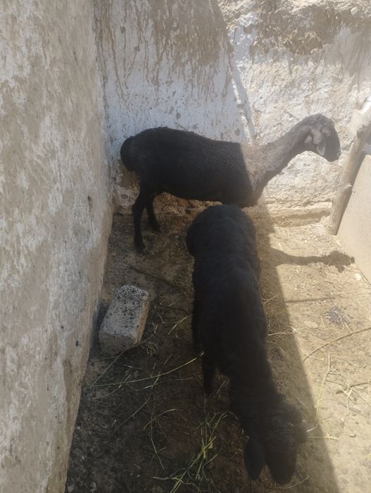 Ona bola qoʻylar sotiladi