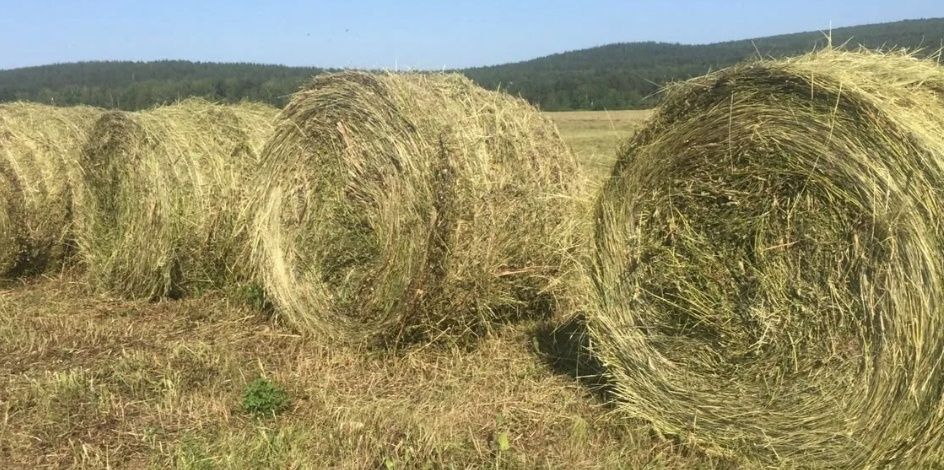 Сено в рулонах разнотравье